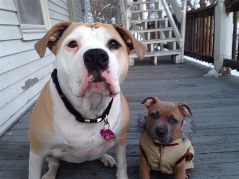 Best Friends American Bulldog And Baby Pitbullfrench Bulldog Mix