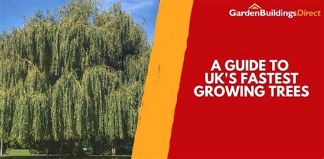 A Guide To Uk S Fastest Growing Trees