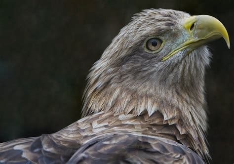 White Tailed Eagle Bird Sea Free Photo On Pixabay Pixabay