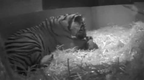 London Zoo’s tiger cub, first born at zoo in 17 years, drowns | CNN