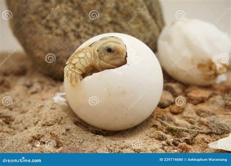 Africa Spurred Tortoise Being Born Tortoise Hatching From Eggcute