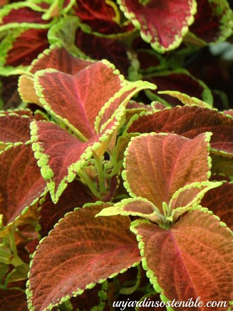 Plectranthus scutellarioides Coleus blumei Cóleo