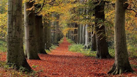 Wallpaper Sunlight Trees Forest Fall Leaves Nature Green Path