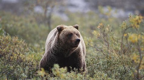 Extinct Cave Bear DNA Found in Living Bears