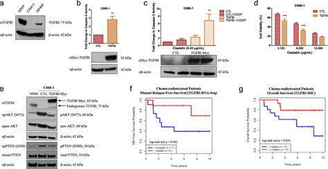 Tgfbi Triggers Apoptosis And Restores Cisplatin Sensitivity In Npc A