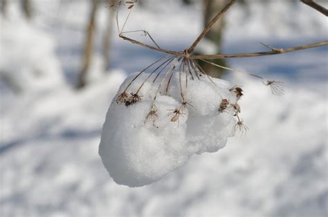 Galhos De Hogweed Cobertos De Neve Foto Premium