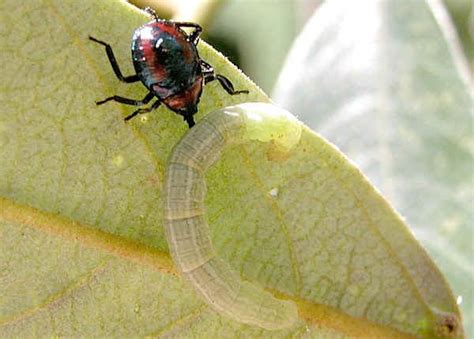 Glossy Shield Bug Predatory Shield Bug Cermatulus Nasalis