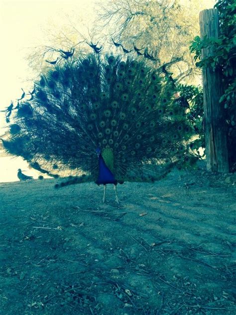 Peacock At The Glendale Library Saguaro Ranch Park In Az Glendale Az Glendale Library Glendale