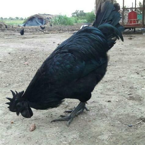 Kadaknath Chicken At Rs 300kilogram Kadaknath Chicken Id 17724502212