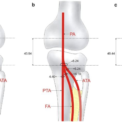 Popliteal Artery Anatomy Branches Location And Course