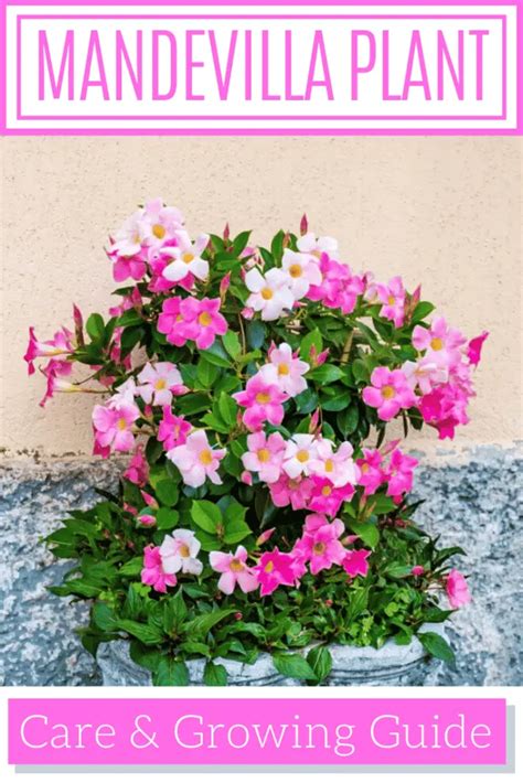 Mandevilla Plant Care Growing Guide