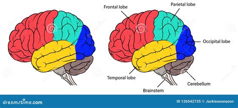 Sections Of Human Brain Anatomy Side View Flat Stock Vector