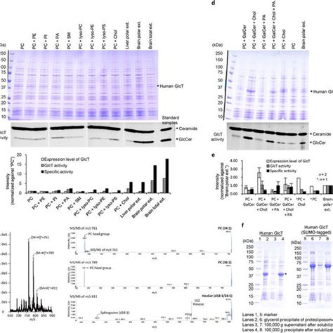 Conceptual Diagrams Of The Escherichia Coli Cell Free Membrane Protein