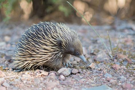 40 000 Free Short Beaked Echidna Shorts Images Pixabay