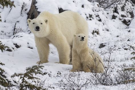 Csiszolt analitikai Részvétel oso polar en peligro de extincion