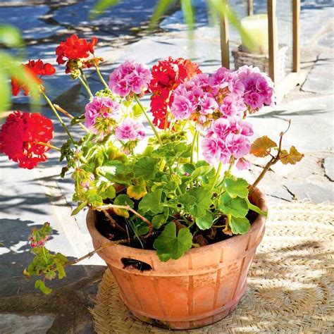 Arbusto de sombra Cómo elegir y cuidar la planta perfecta para tu