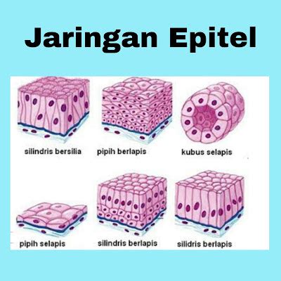 Bab Struktur Dan Fungsi Jaringan Hewan Siswa Biologi