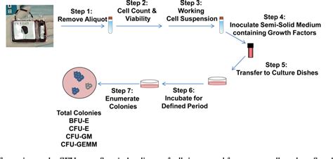 Figure 1 From Current Practices And Prospects For Standardization Of The Hematopoietic Colony