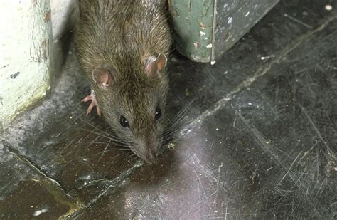 Detectaron El Primer Caso De Hantavirus En Buenos Aires