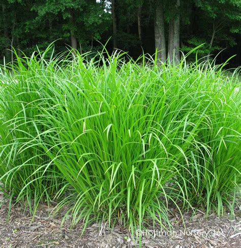 Carex Frankii Frank S Sedge Ornamental Grasses Wet Spot Native Plants