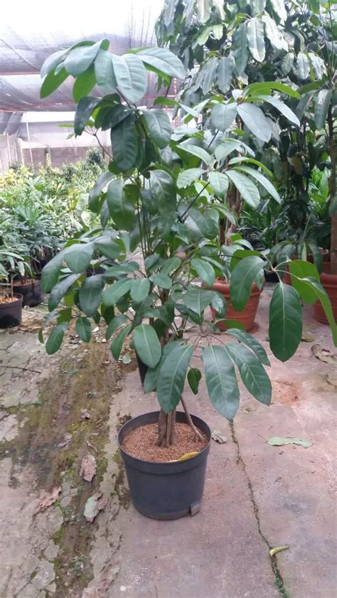 Jual Pohon Walisongo Bibit Besar Agrotani Sejahtera