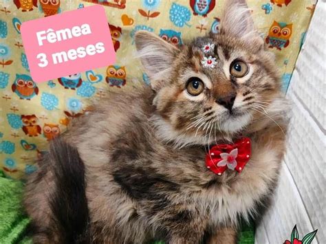 Adoção de Gato São Paulo SP Isadora gata 2 a 6 meses Raça SRD