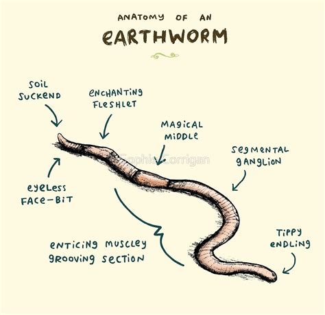 Sketch earthworm – Artofit