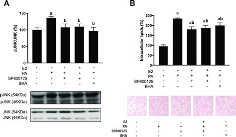 Jnk Activation And Lipid Accumulation In Hepg2 Cells Treated With Pa