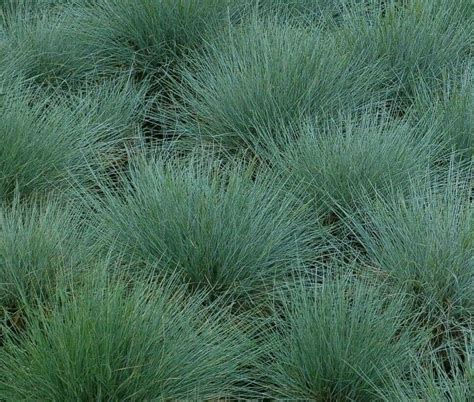 300 Blue Fescue Grass Seeds – Seed World