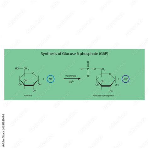 Synthesis Of Glucose 6 Phosphate G6p From Glucose Via Hexokinase