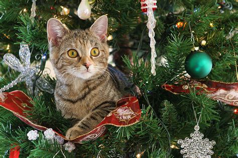 How to Enjoy a Cat-Proof Christmas Tree - Tipp City Veterinary Hospital