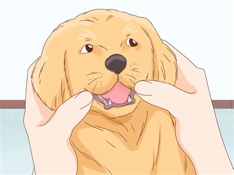 How To Pet A Dog With Pictures Wikihow