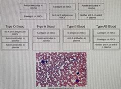 BLOOD AND CARDIOVASCULAR SYSTEM PART 1 QUIZ Quizlet