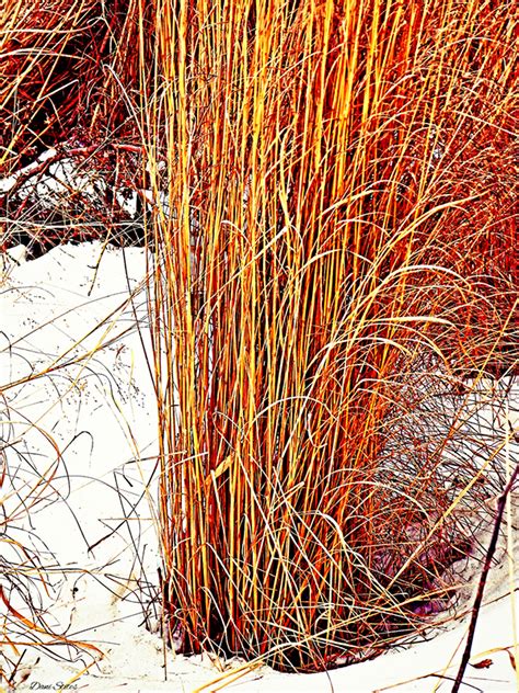 Winter Grasses on Behance