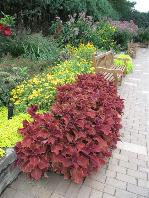 Rotary Botanical Gardens Hort Blog Under The Sea Coleus Over The Top