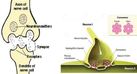 Synaptic Transmission And Amino Acid Neurotransmitters Intechopen