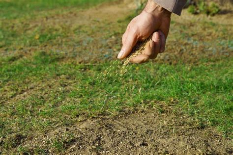 How To Spread Grass Seed Evenly By Hand Without A Spreader