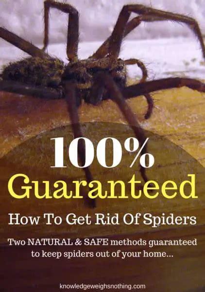 How To Get Rid Of Spiders Naturally Guaranteed Effective