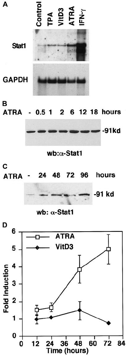 ATRA Induces Stat1 MRNA And Protein Expression And Transcriptional