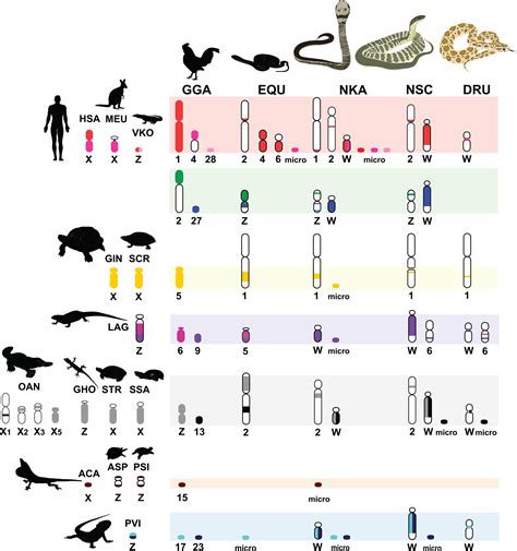 Frontiers Partial Amniote Sex Chromosomal Linkage Homologies Shared