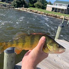 Cameron Applewhite Cameronapplewhite Angler On Fishbrain