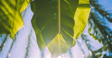 Photo of a Banana Leaves · Free Stock Photo