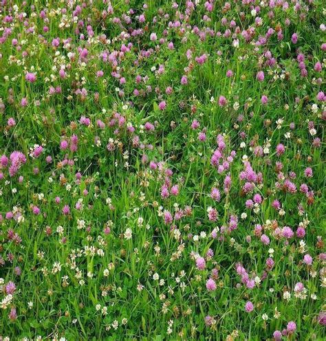 Red Clover Seed Mix Grass Buy Red Clover Seeds