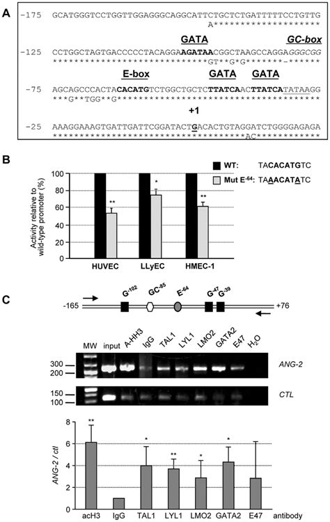 Tal Lyl Lmo And Gata Bind The Ang Promoter Proximal Region A