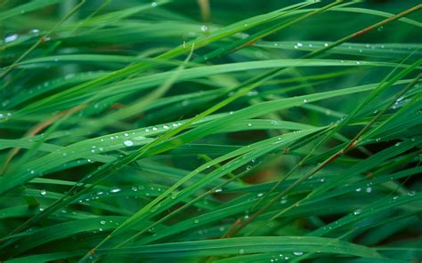 Green grass with water dew HD wallpaper | Wallpaper Flare