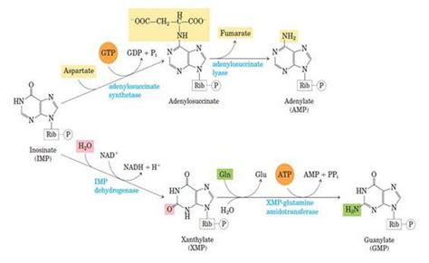 Purine Synthesis : Synthesis of Purine RiboNucleotides