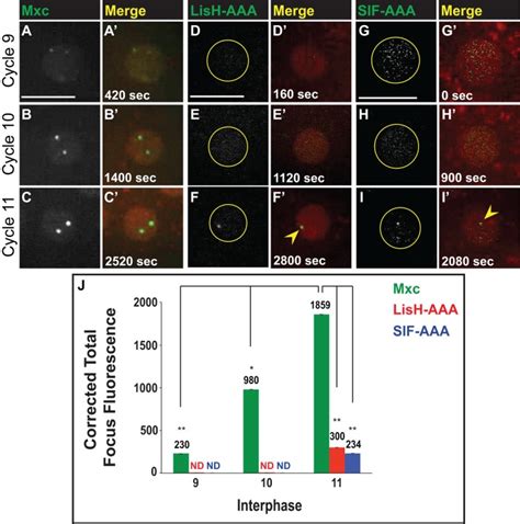 Distinct Self Interaction Domains Promote Multi Bs Accumulation In And Formation Of The