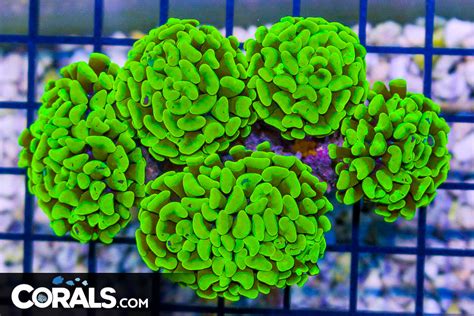 Rare Bright Yellow Branching Hammer Australia Heads Corals