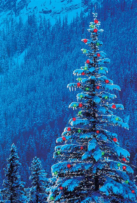 Outdoor Christmas Tree Photograph by Darwin Wiggett | Fine Art America