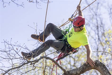 Arborists from around the region compete at tree climbing competition